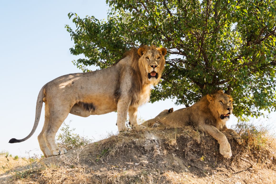 Lvi v národním parku Niokolo Koba