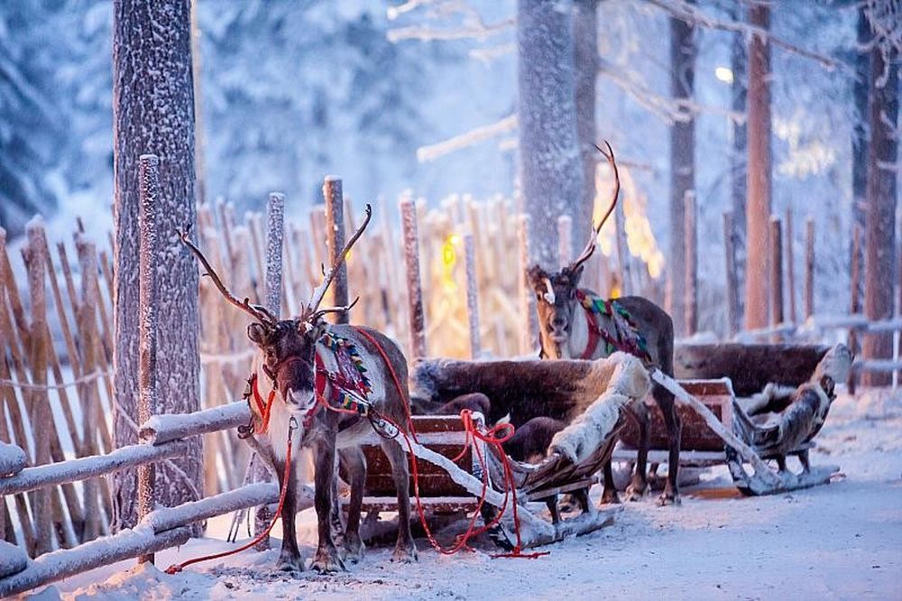 Sobí spřežení v Laponsku