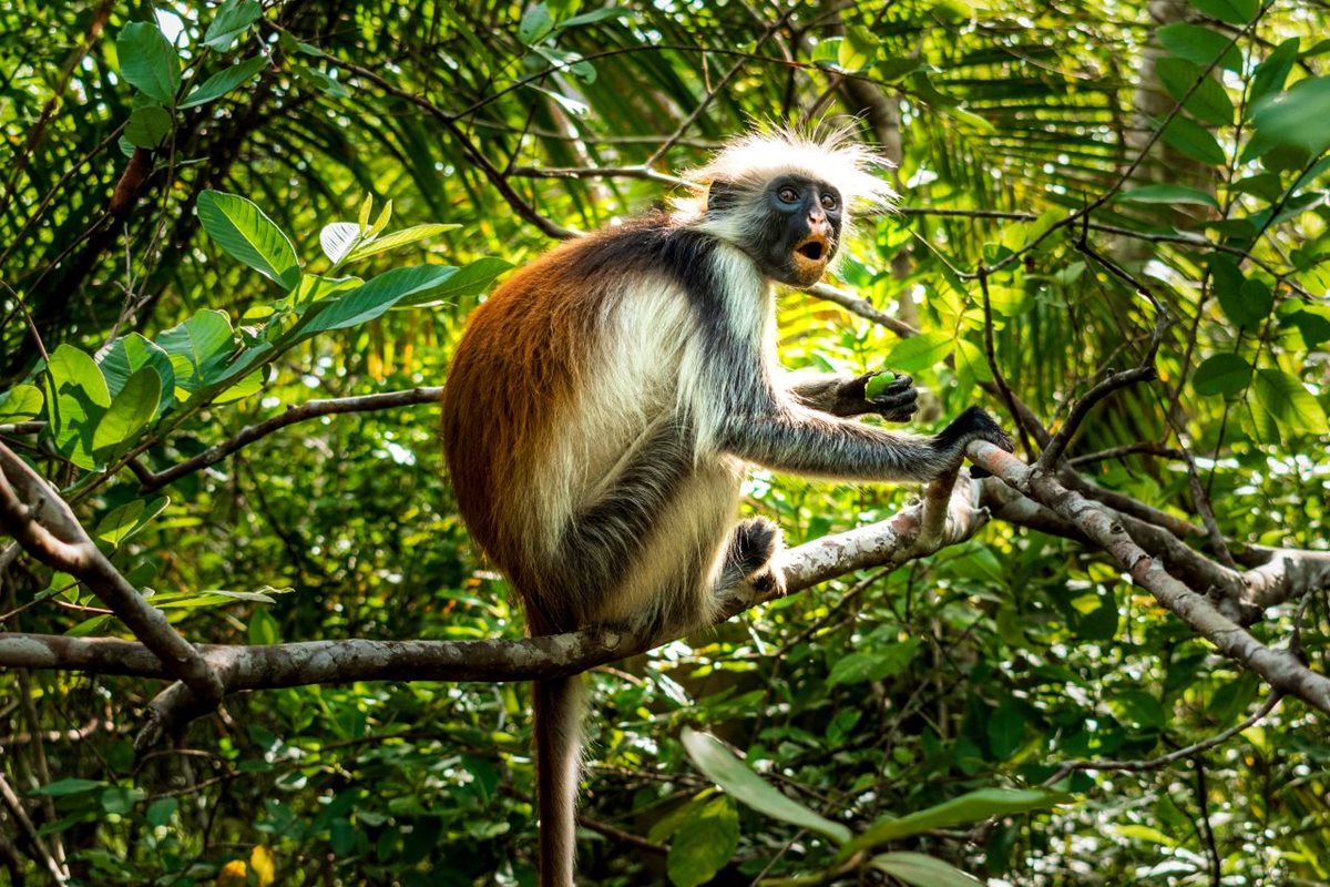 Red Colobus, Jozani Forest