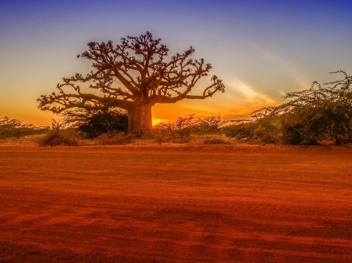 Senegalský národní symbol - baobab