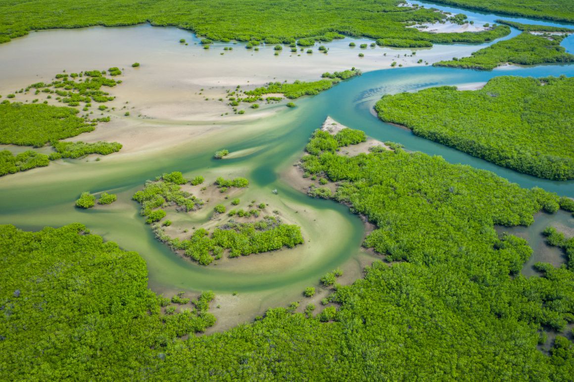 Mangrovový prales v deltě Sine-Saloum