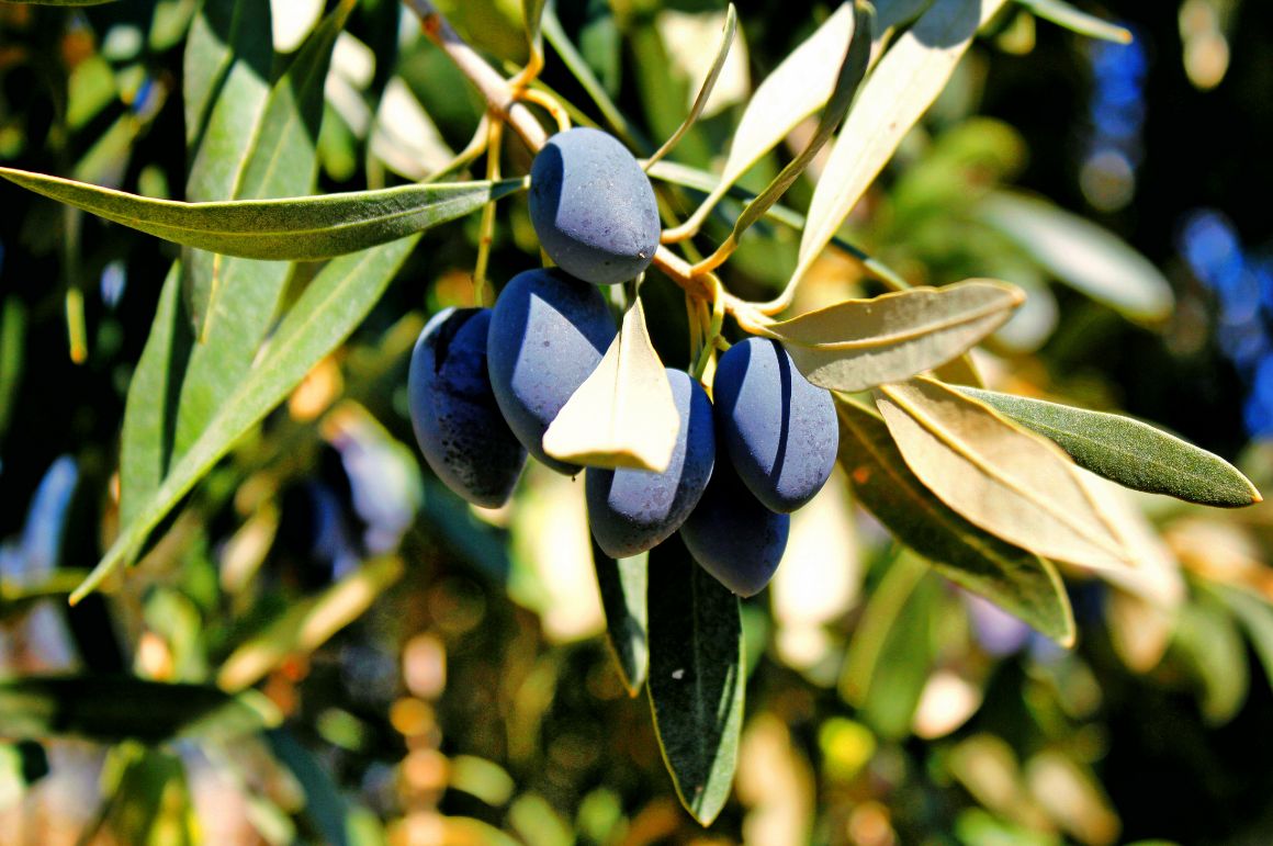 Černé olivy Kalamata z Peloponésu jsou prý nejlepší na světě