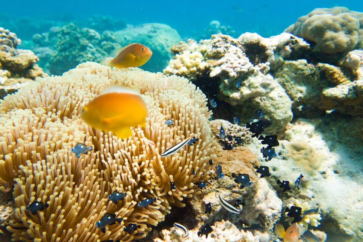 Klauni u korálových útesů