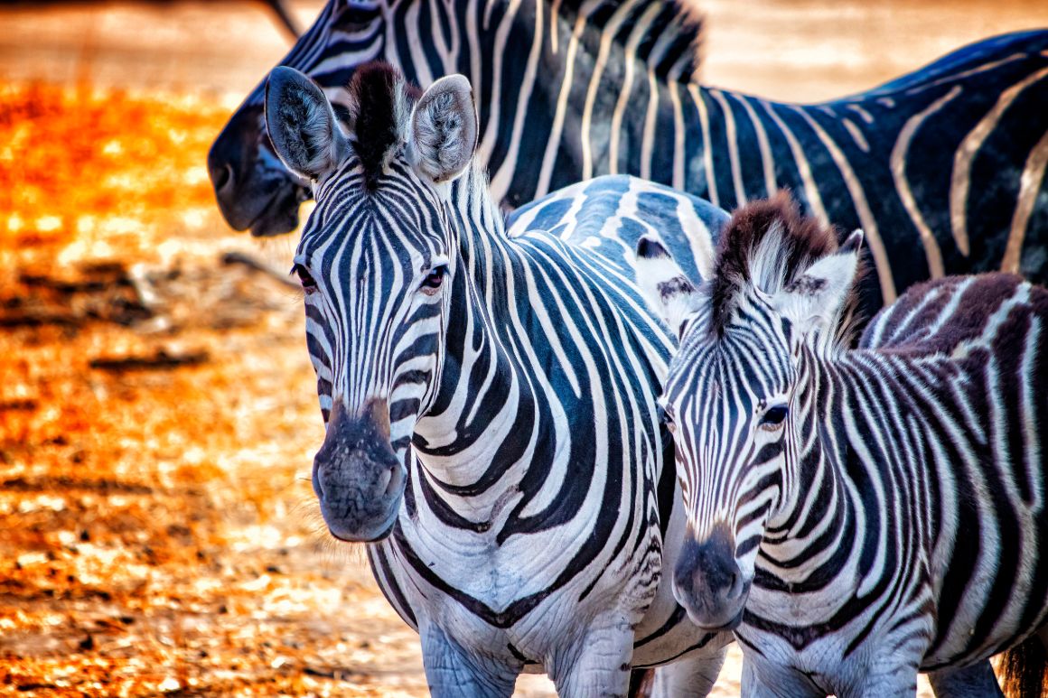 Zebry v národním parku Bandia