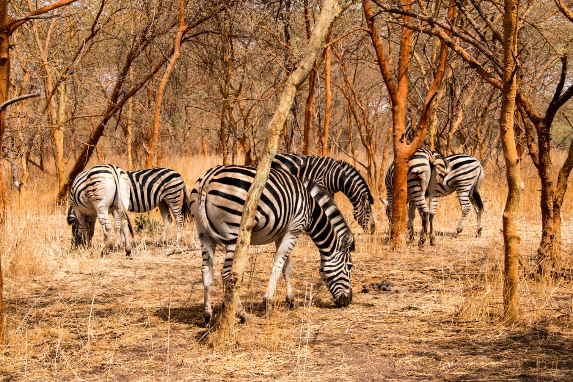 V přírodních rezervacích Senegalu žijí i zebry