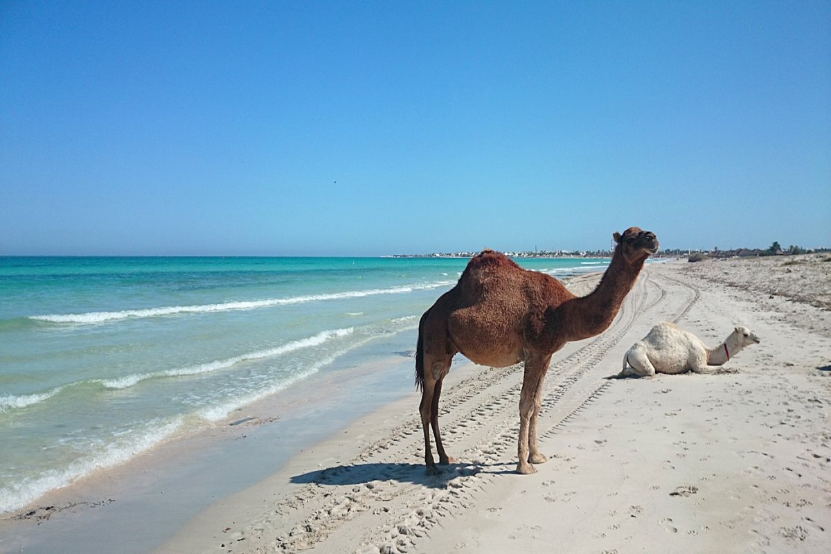 Velbloudi čekající na návštěvníky, Djerba, Tunisko