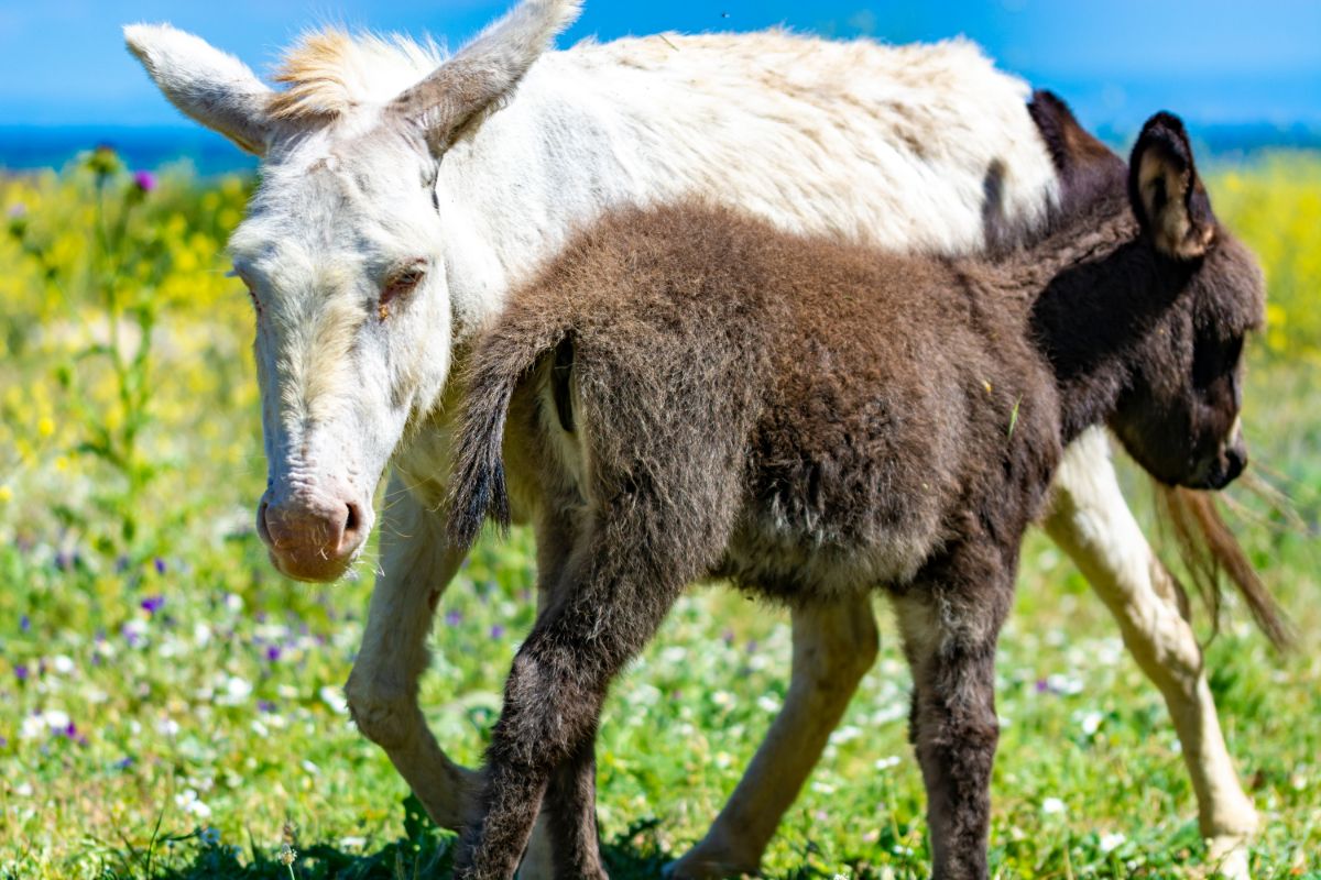 Divocí oslíci na ostrově Asinara