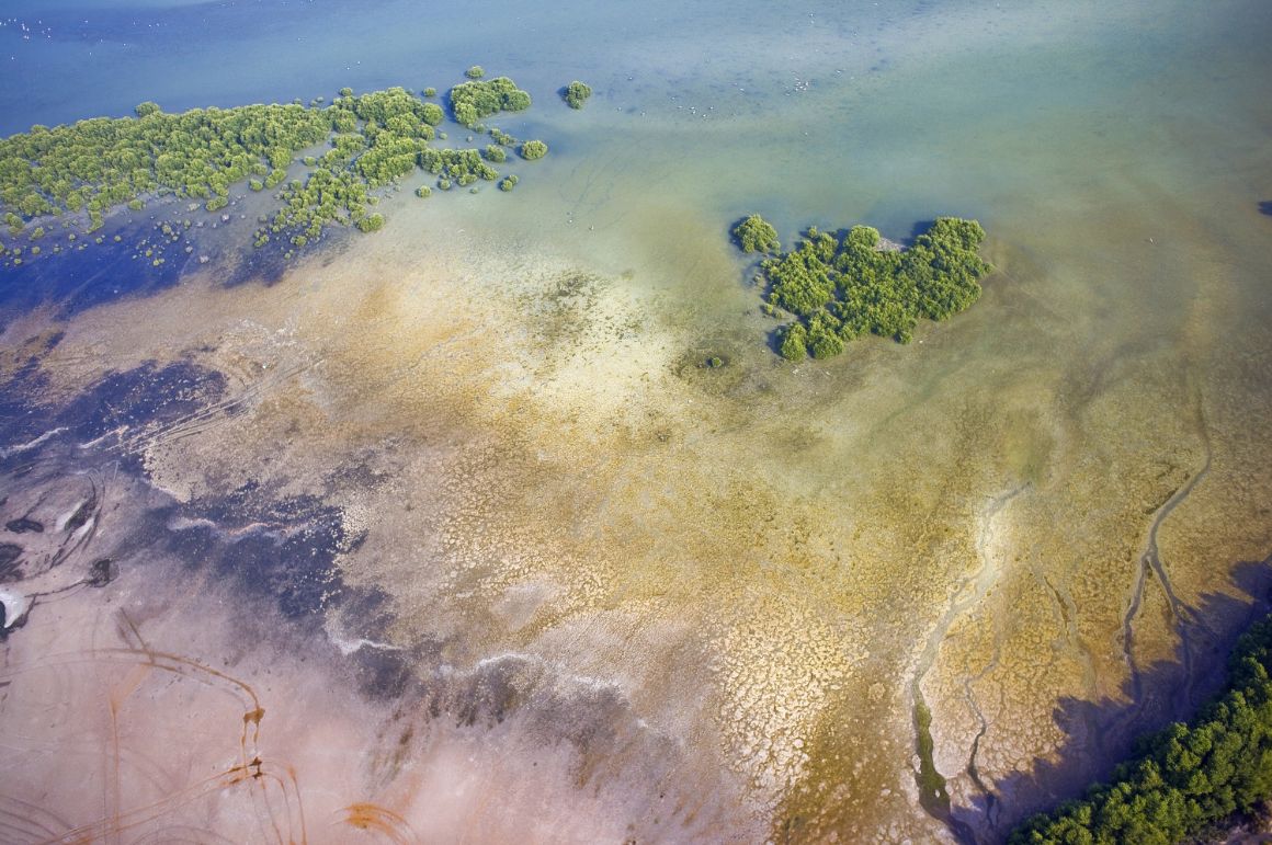 Mangrove beach, Umm Al Quwain, SAE