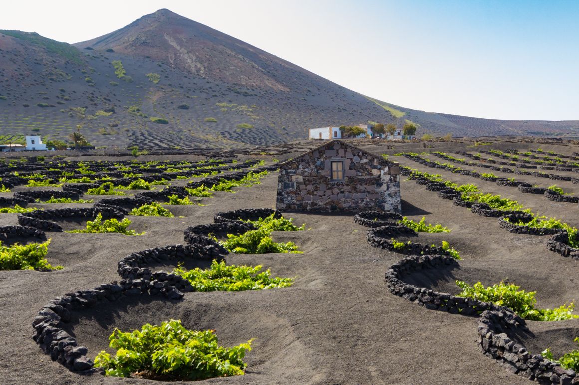 Vinice na Lanzarote