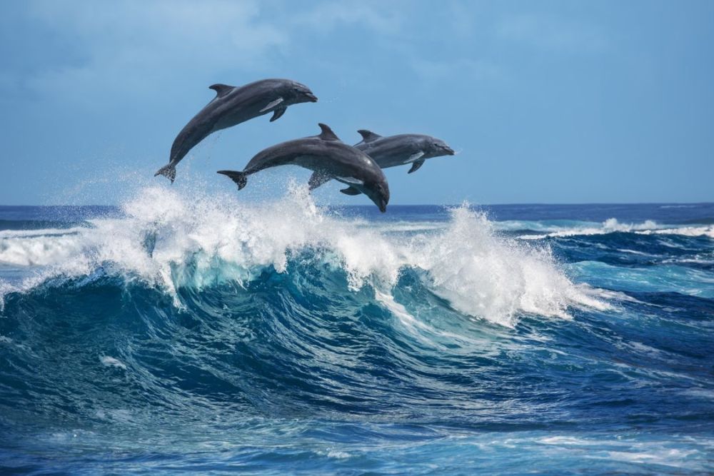 Plavby lodí a delfíni