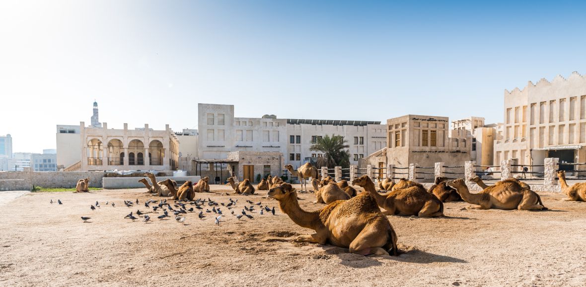Trh velbloudů, Souq Waqif, Katar Trh velbloudů, Souq Waqif, Katar
