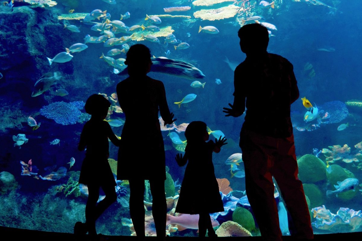 Návštěva akvária, Hurghada