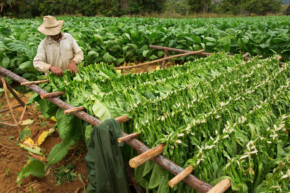 Tabáková farma na Kubě
