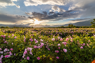Údolí růží, Bulharsko