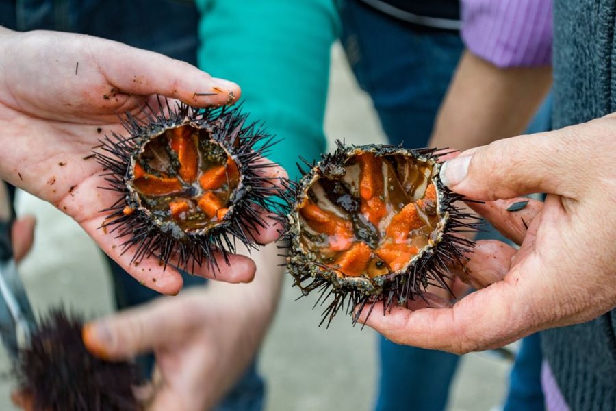 Katalánská pochoutka Oricada – mořský ježek, Costa Brava Katalánská pochoutka Oricada – mořský ježek, Costa Brava