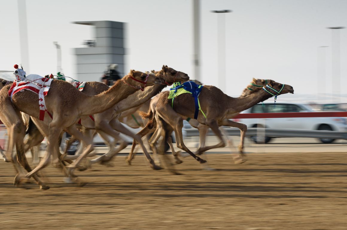 Velbloudí závody, Ras Al Khaimah, SAE