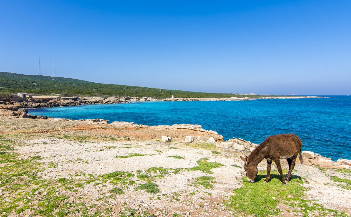 Jedna z nedotčených pláží na ostrově Karpas, Severní Kypr