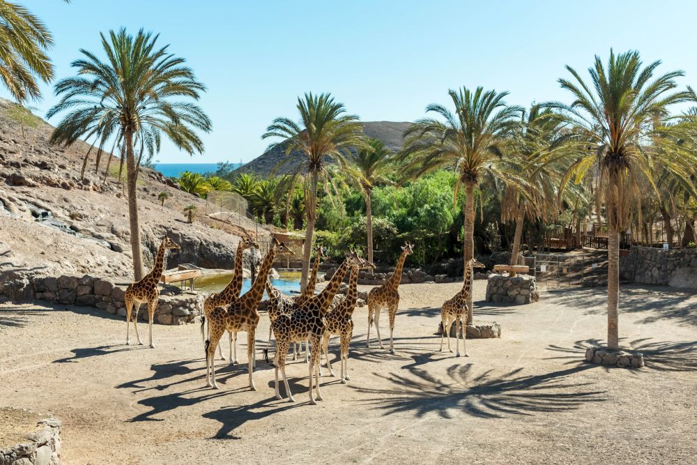 Zoo Oasis Wildlife, Fuerteventura