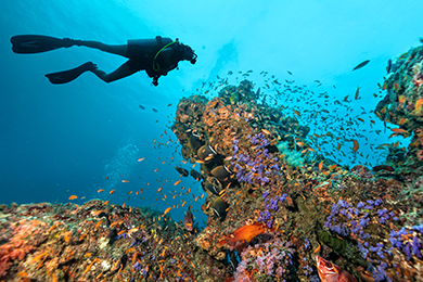 Potápěč u korálového útesu