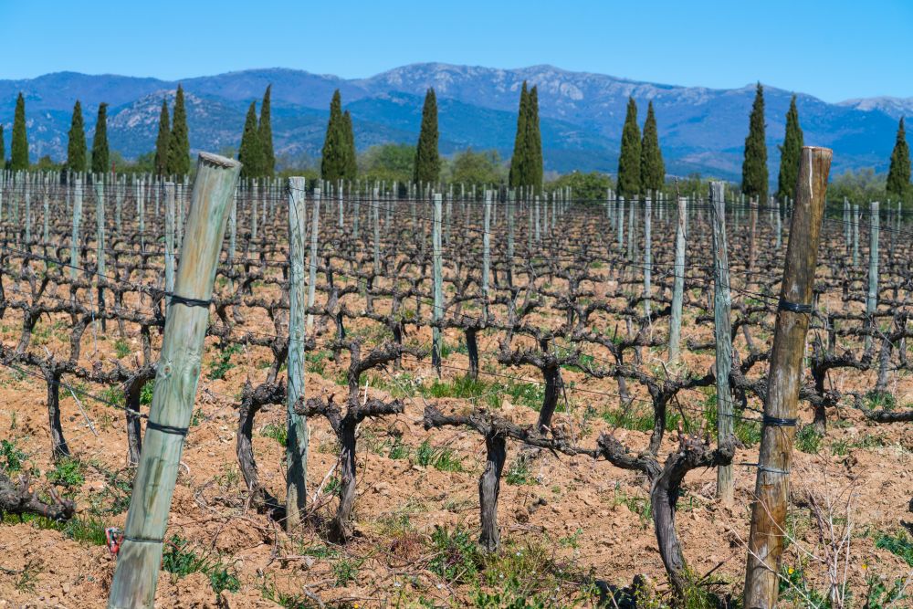 Ekologická vinice v Empordà, Costa Brava