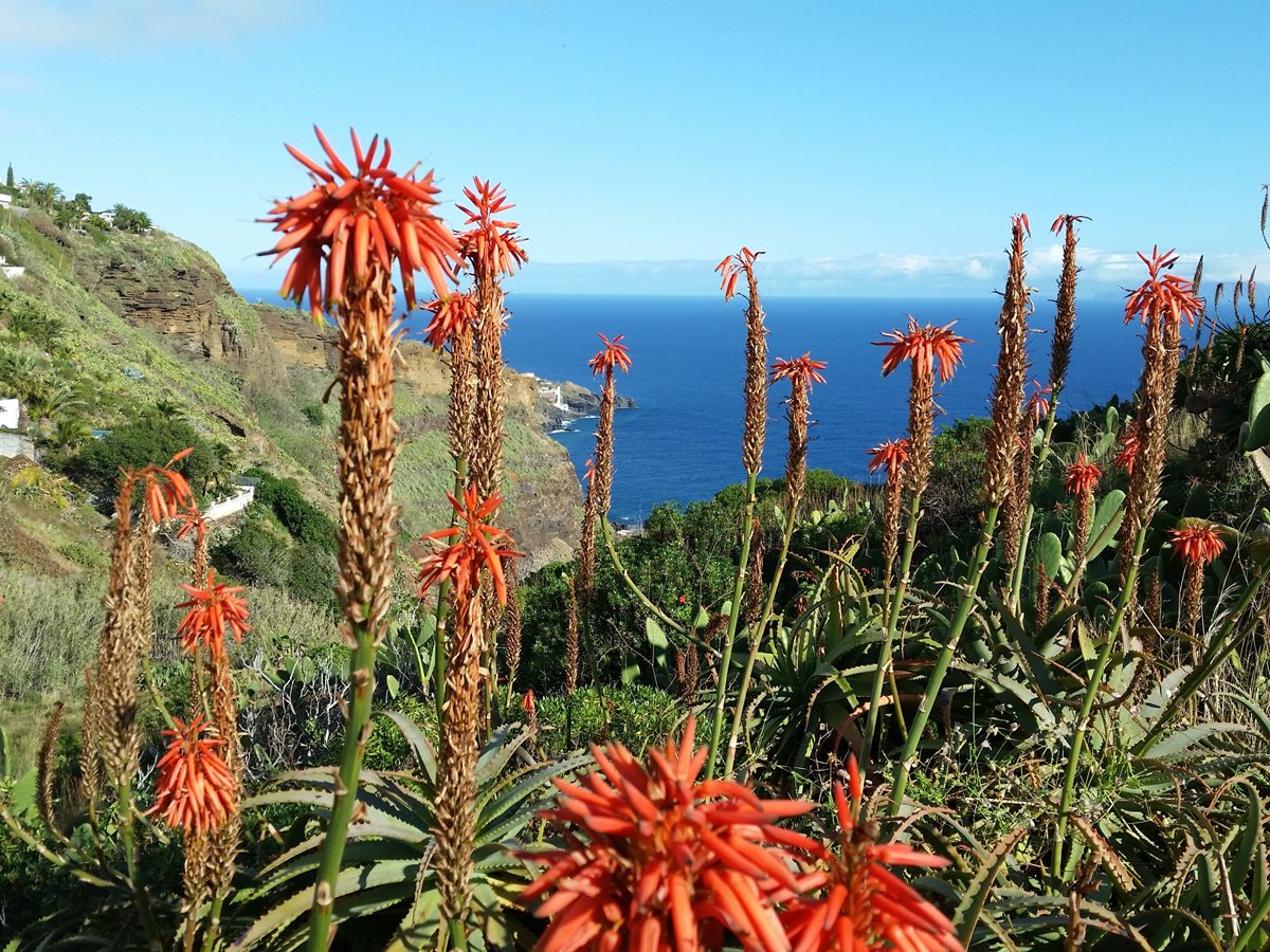 I zimní sezóna na Madeiře je plná květů