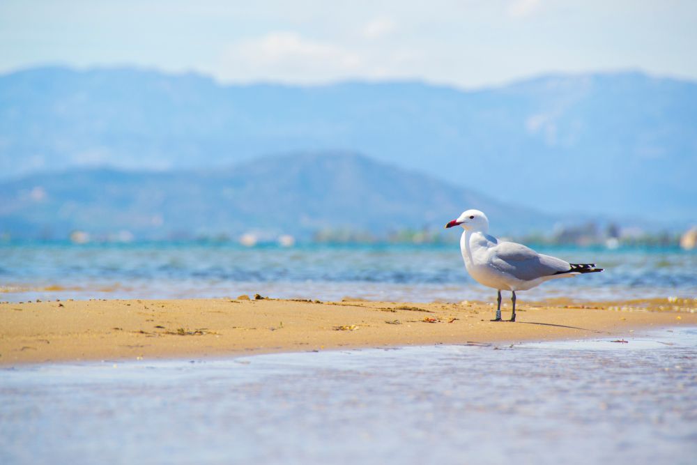 Delta řeky Ebro na severu Costa del Azahar