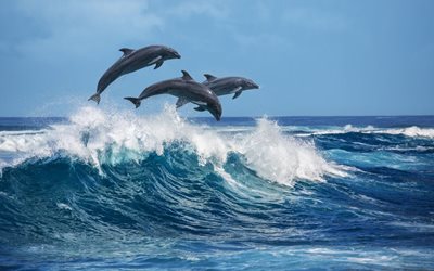 Skákající delfíni