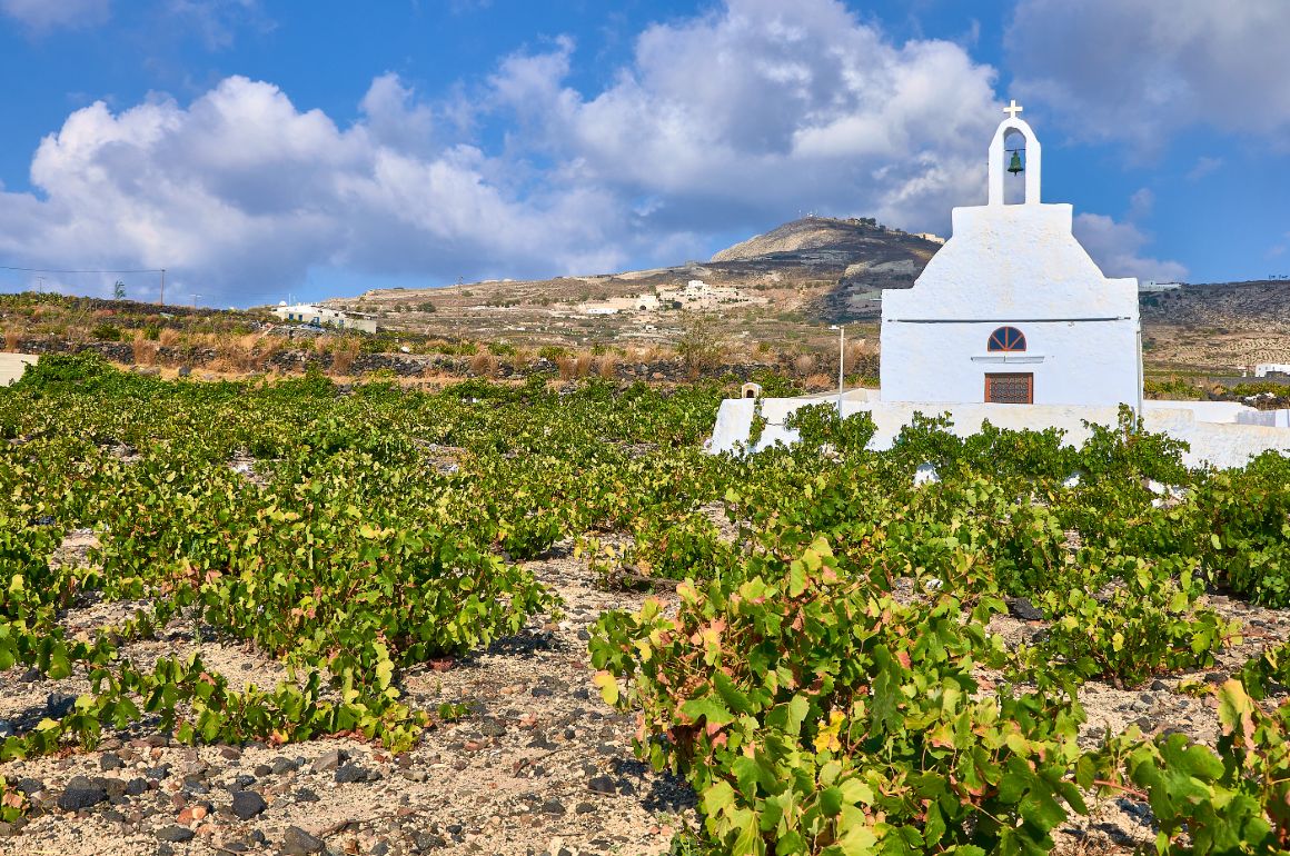 Oblíbenou aktivitou na Santorini je návštěva vinic