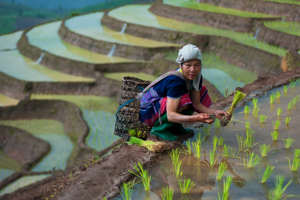 Sázení rýže ve Vietnamu