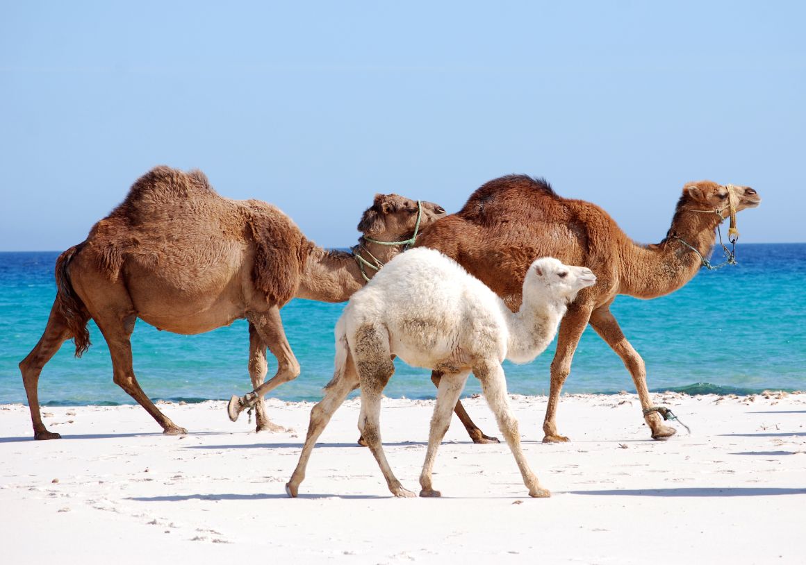 Velbloudi na pláži Kelibia, Tunisko-pevnina