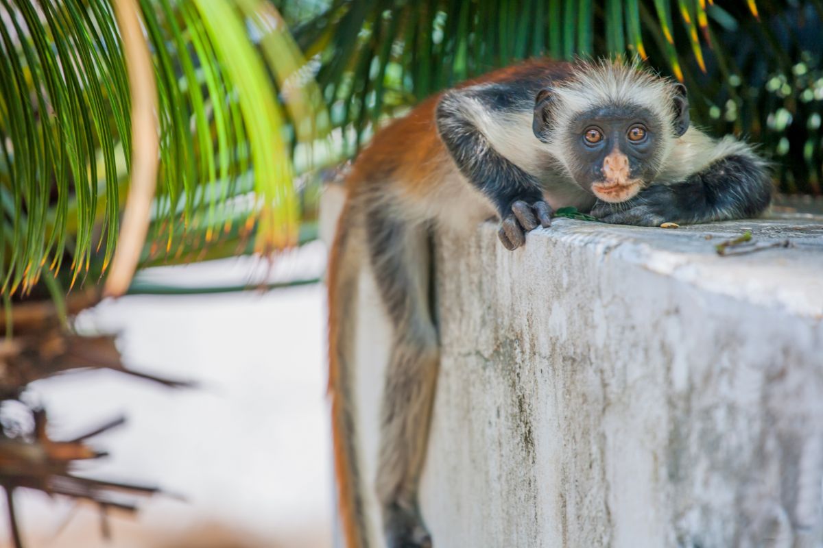 Red Colobus