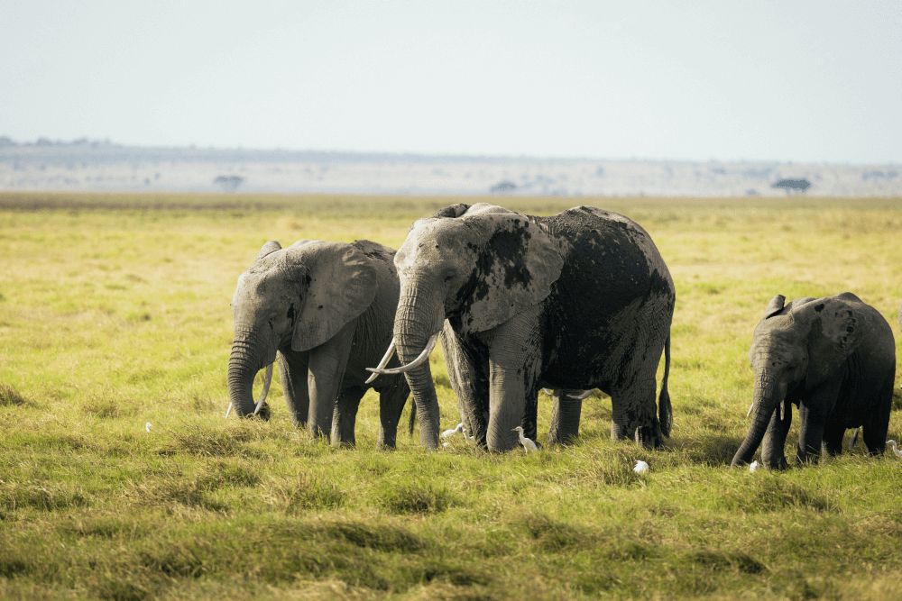 Safari, Keňa