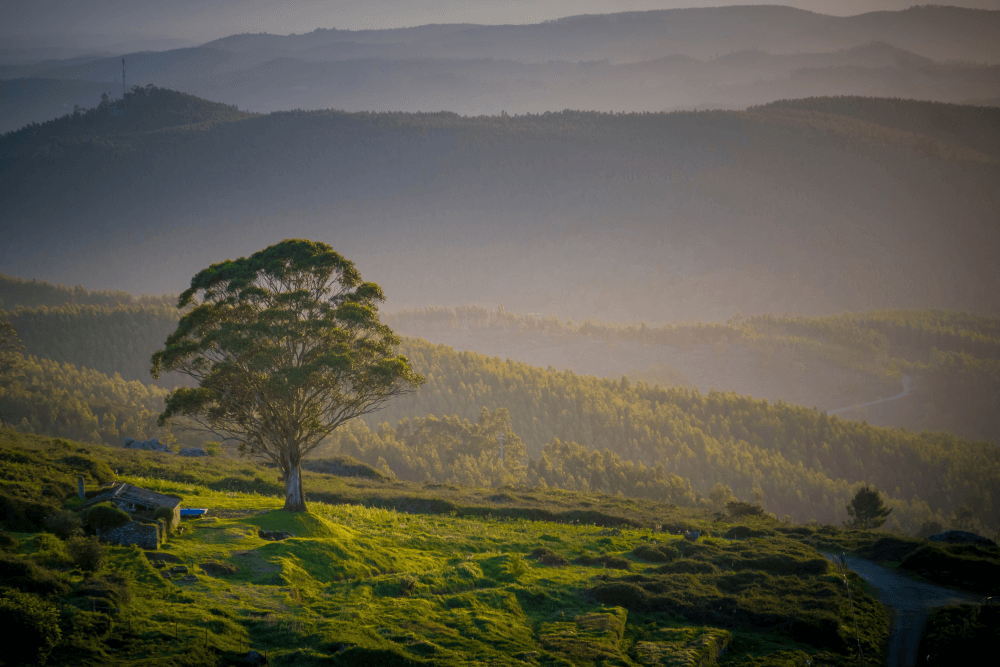 Serra de Monchique 