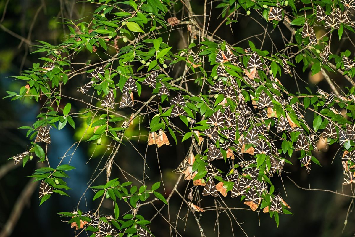 Údolí motýlů, Rhodos, Řecko Údolí motýlů, Rhodos, Řecko