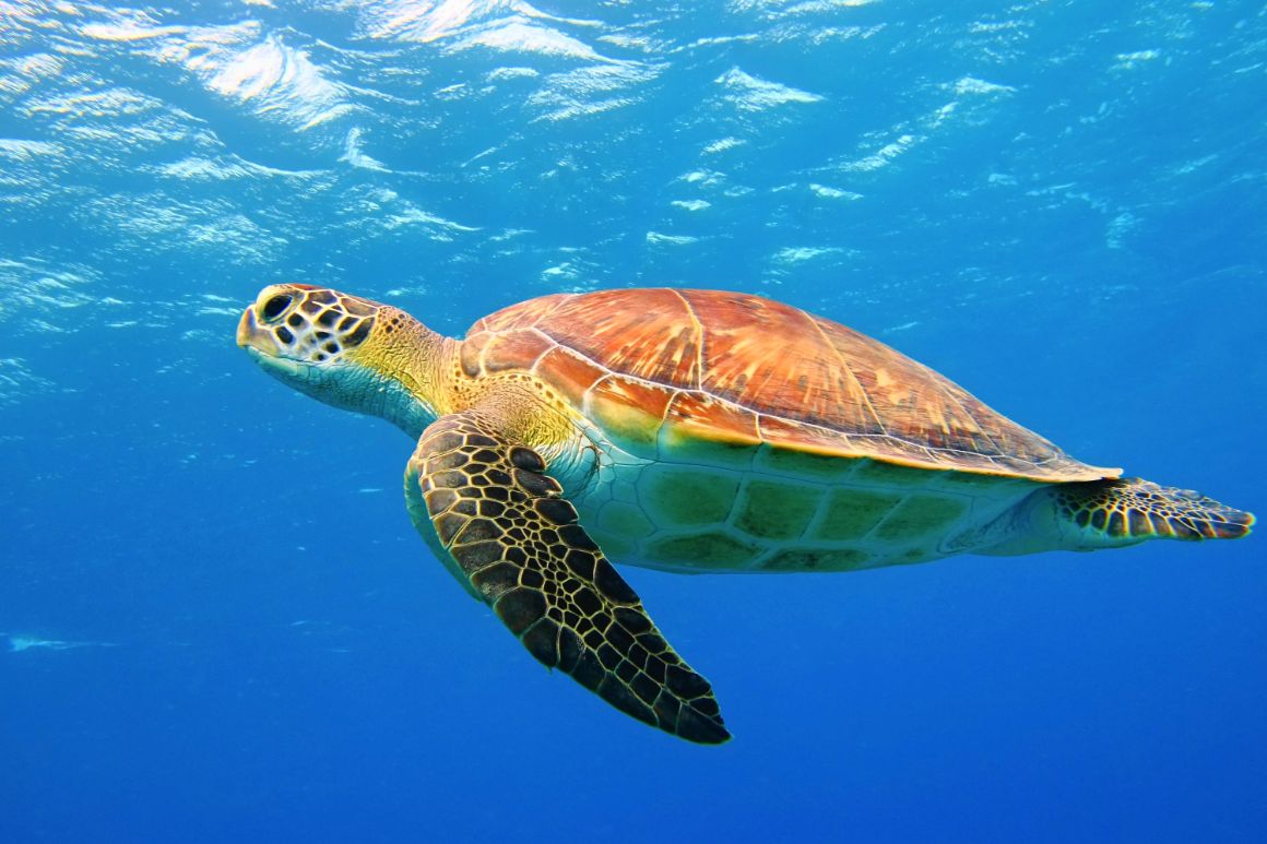 Mořská želva, Mauricius