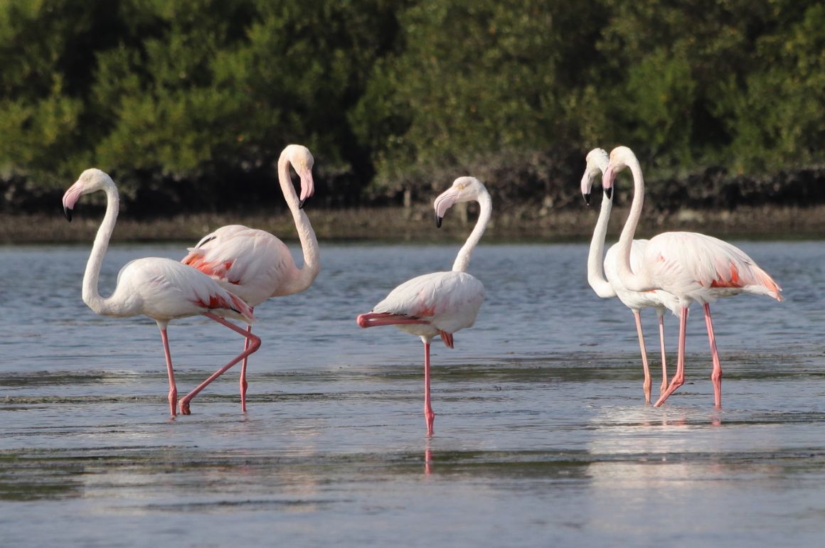 Plameňáci v mangrovech v Ras Al Khaimah, SAE