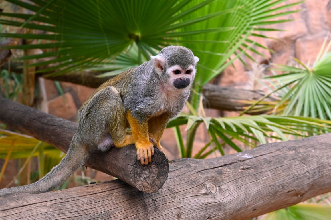 Opičí park, Tenerife