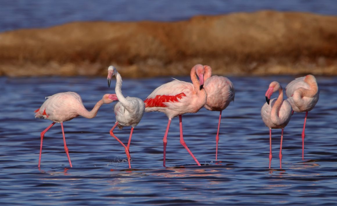 Přírodní rezervace Marismas del Odiel, Costa de la Luz