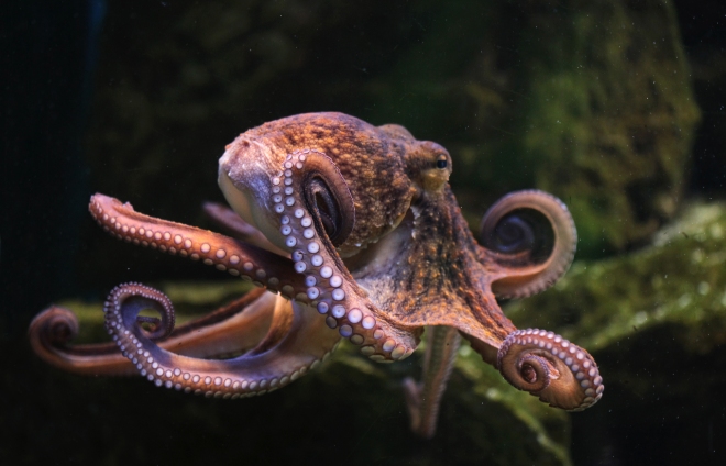 Při potápění u Boa Vista můžete potkat i chobotnici