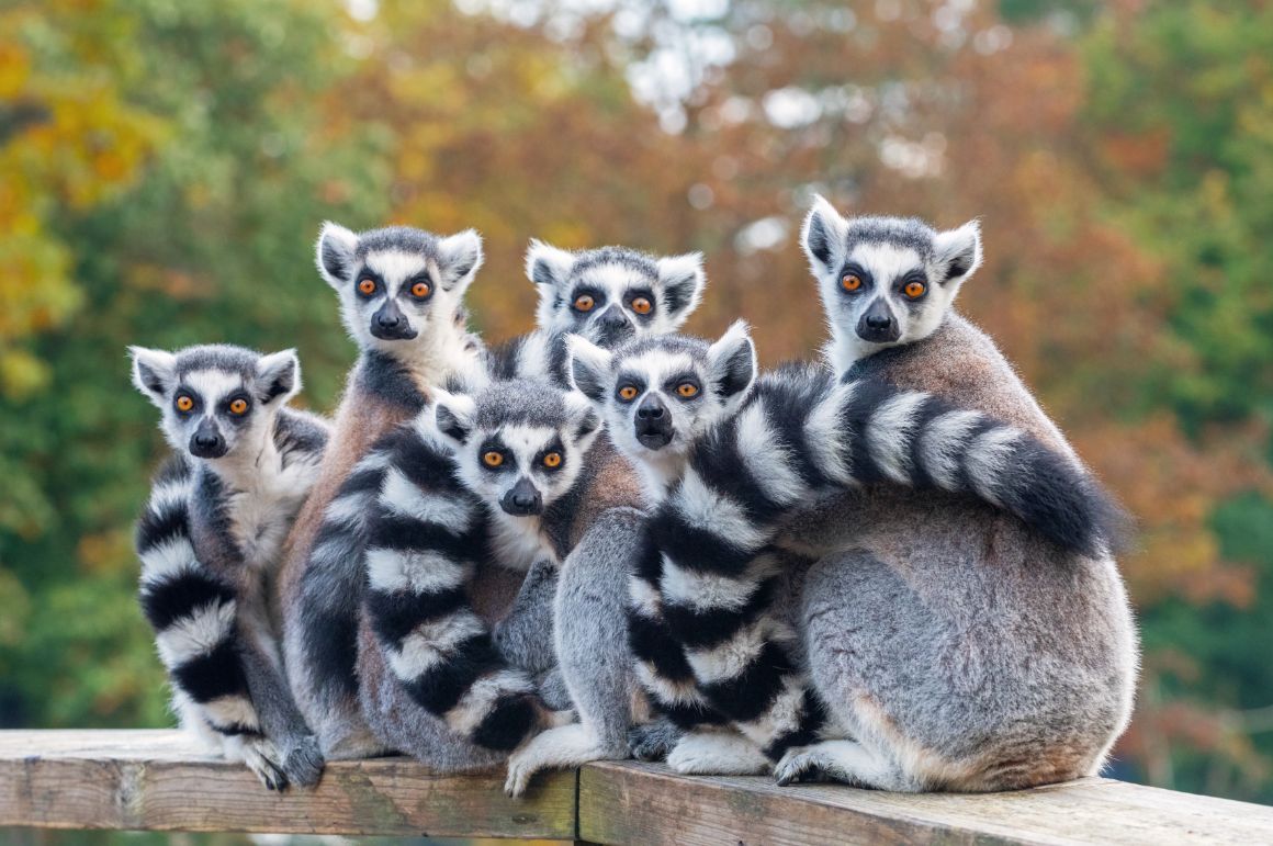 Lemurové, Zoo Terra Natura, Murcia