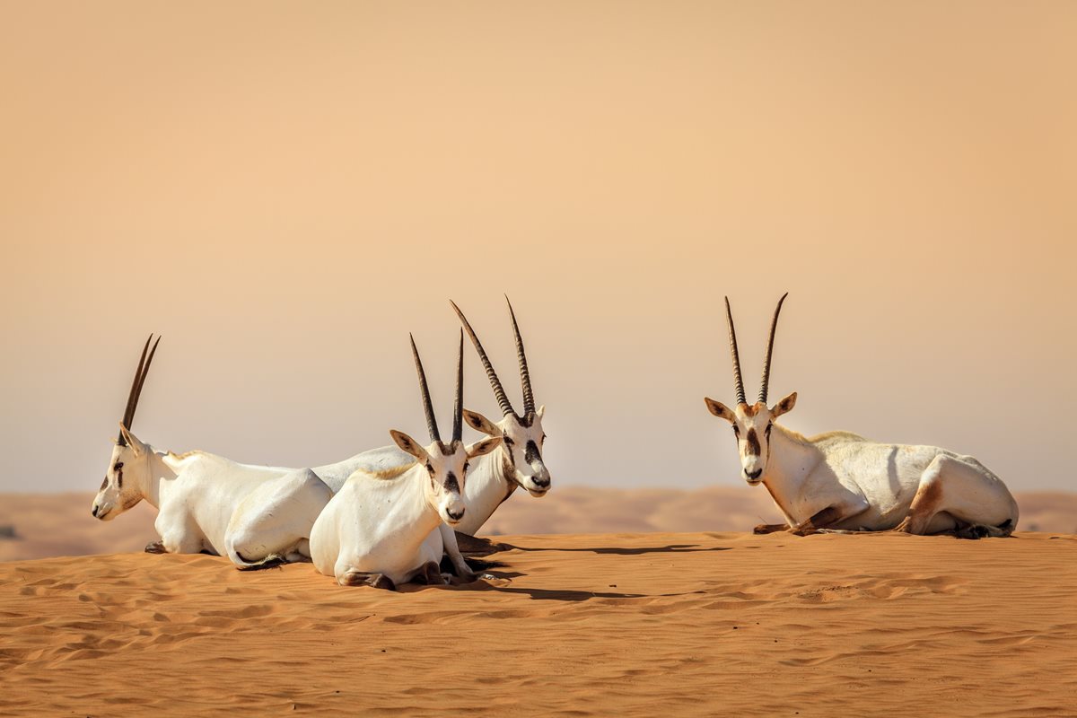 Pouštní obyvatel Emirátů – oryx arabský