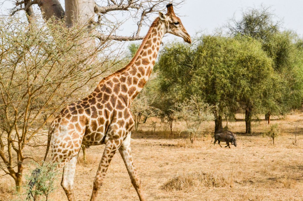 Žirafa v rezervaci Bandia