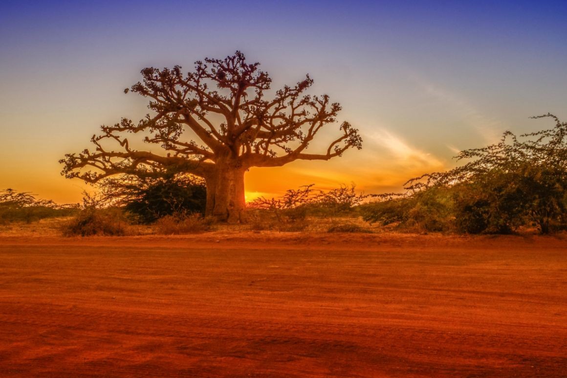 Strom baobab v Senegalu
