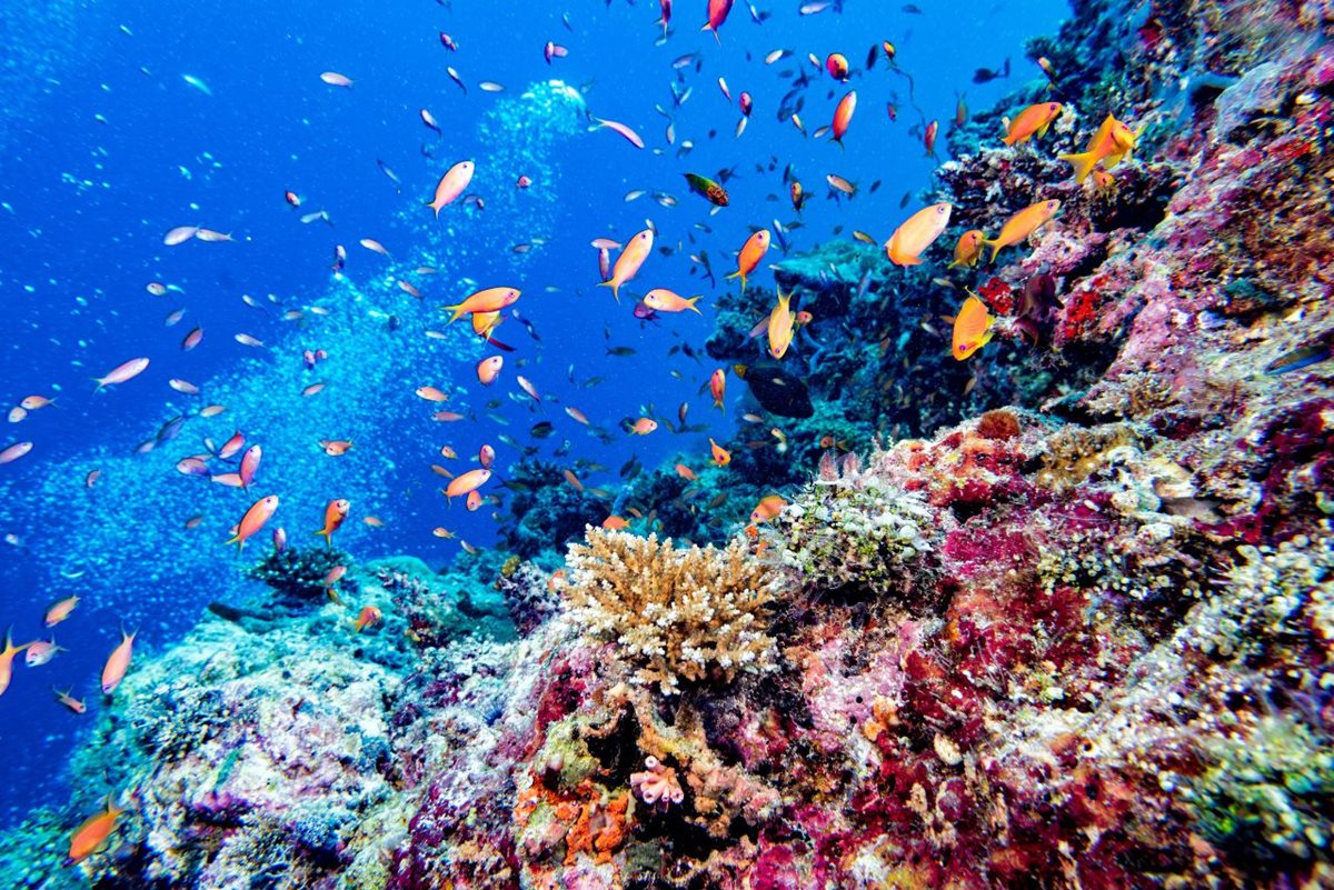 Podmořský život kolem maledivských korálových útesů