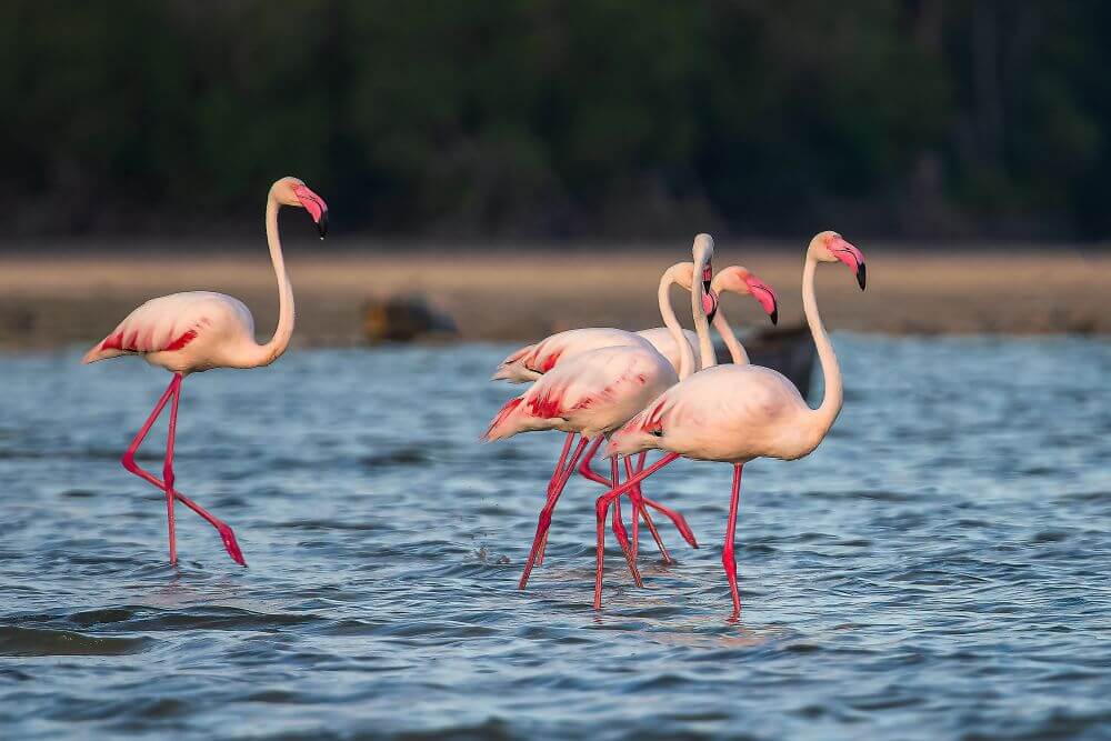 Plameňáci v Mida Creek 