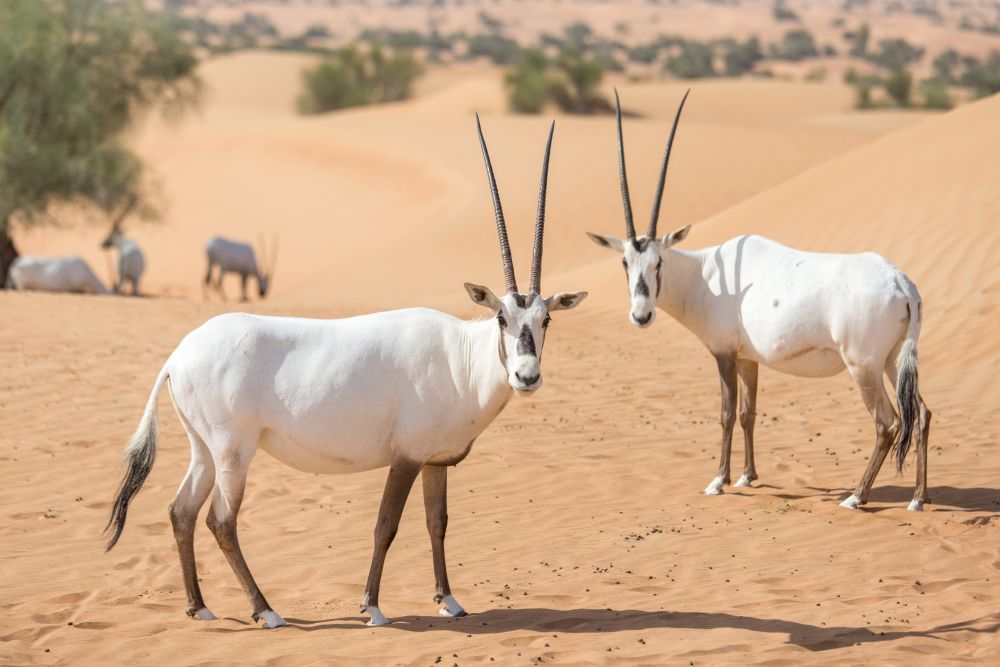 Oryxové v Dubai Desert Conservation Reserve