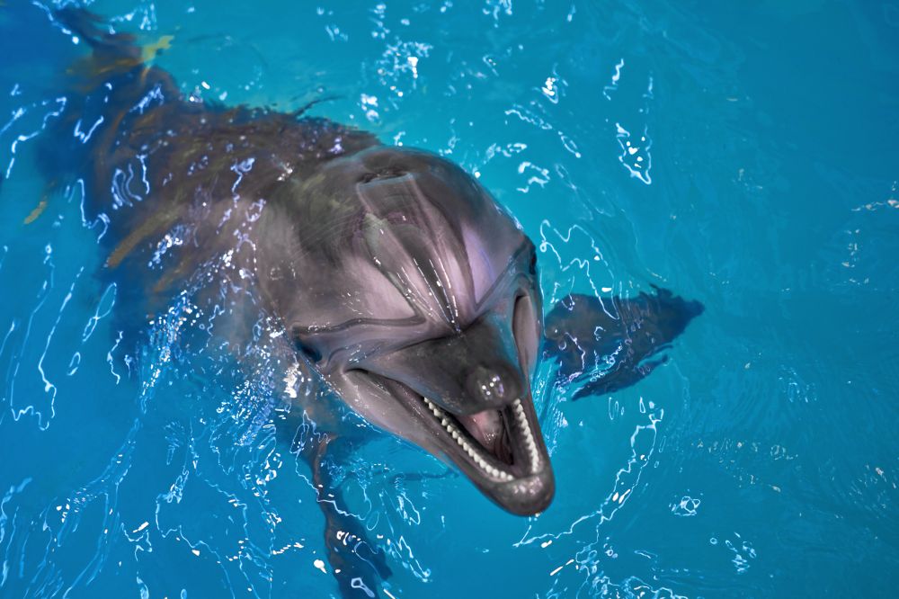 Delfín na kubánském pobřeží