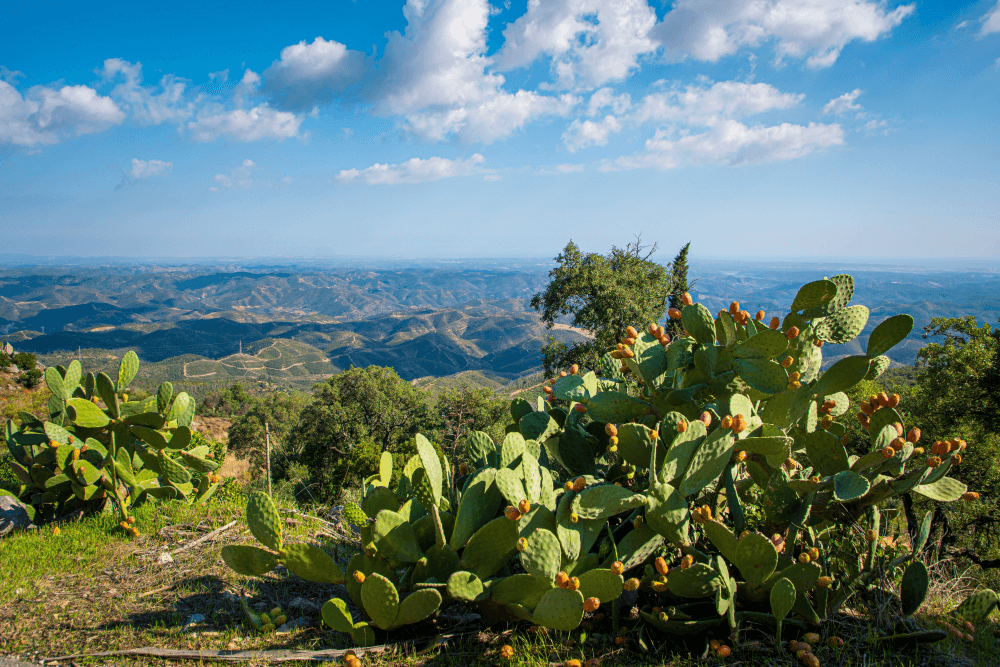 Serra de Monchique 
