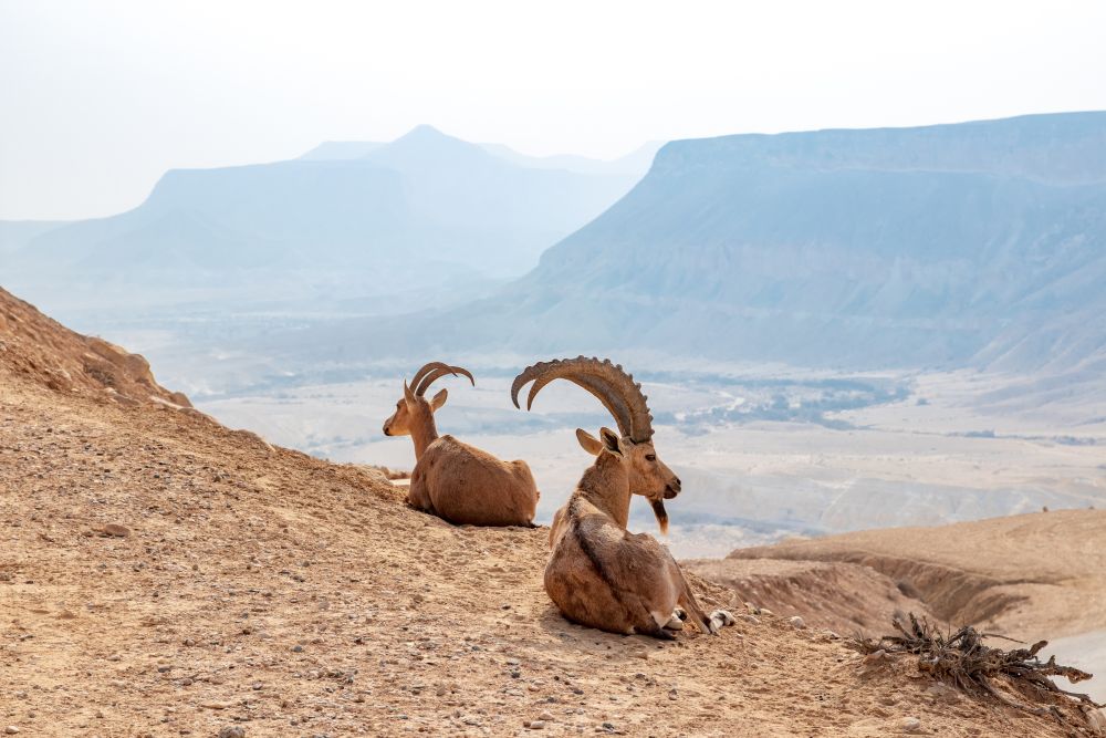 Pouštní kozy v jordánských horách