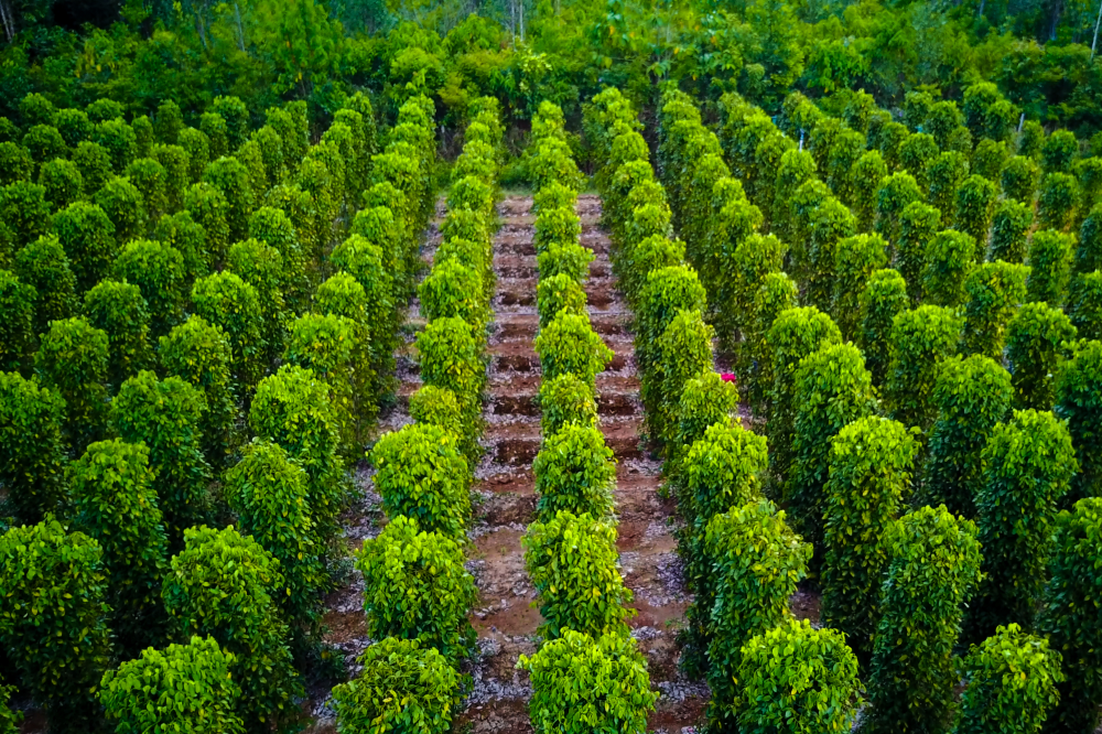 Plantáže s pepřem, Phu Quoc